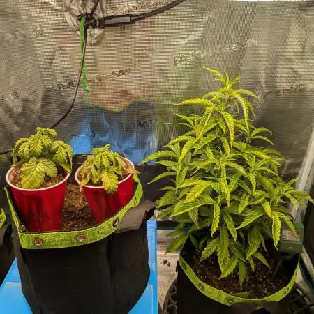 First Indoor Grow