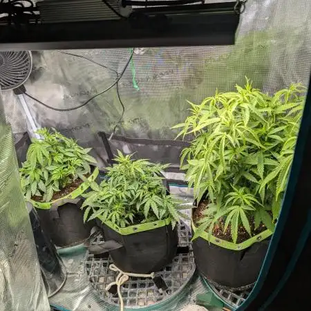 First Indoor Grow