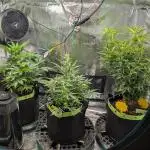 First Indoor Grow