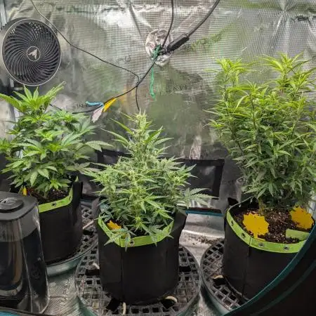 First Indoor Grow