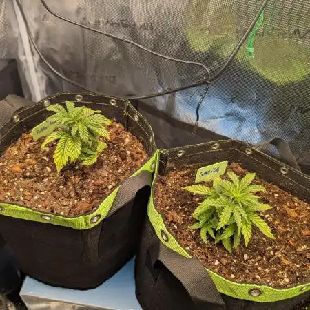 First Indoor Grow