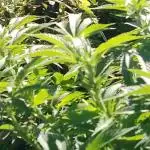 Blandet ny profil MEST KANNABIA OUTDOOR