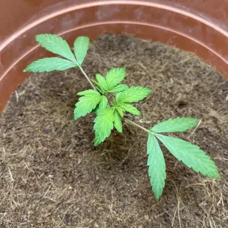 tropicanna cookies ff