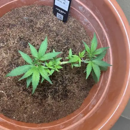tropicanna cookies ff