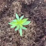 tropicanna cookies ff