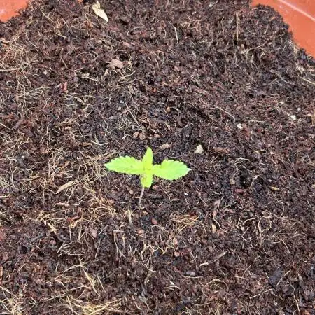 tropicanna cookies ff