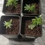 Super Boof Elite Cut