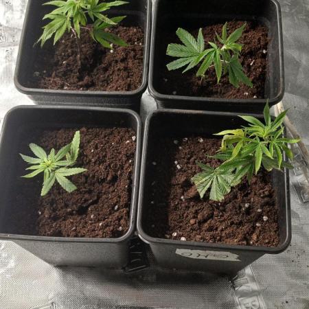 Super Boof Elite Cut