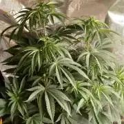 Super Boof Elite Cut