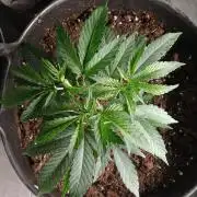 Super Boof Elite Cut