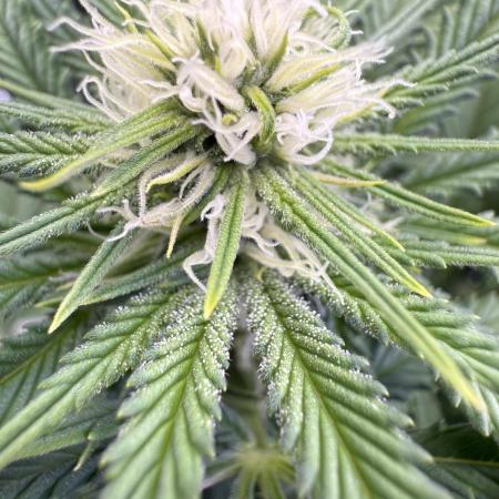 Chocolate Durban Fem Photo