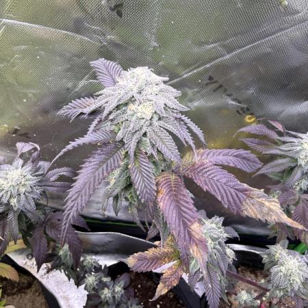 Mai Thai x Zkittles Cake Clone Grow