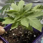 Slurricane Photo Grow