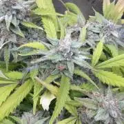 IZI Seeds Brain Swirl Fem Photo