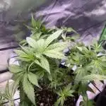 RQS Special Queen #1 Grow