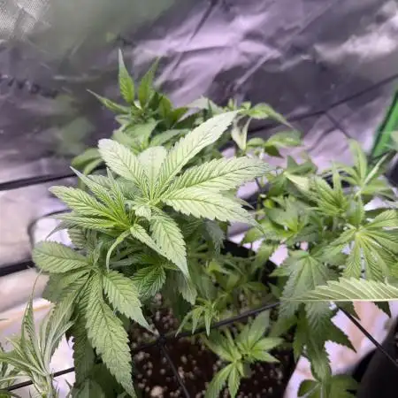 RQS Special Queen #1 Grow