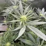 RQS Special Queen #1 Grow