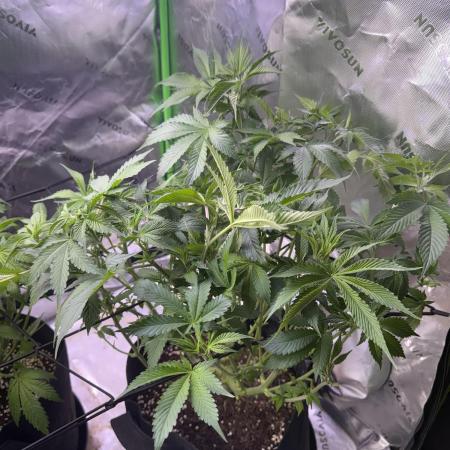 White Widow RQS
