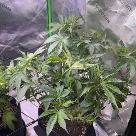White Widow RQS