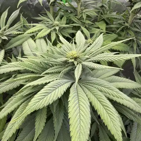 White Widow (OR Special Queen) grow 2