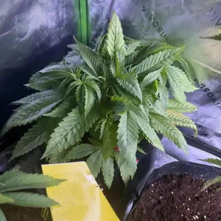 White Widow (OR Special Queen) grow 2