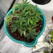 Brain Zkittles F1