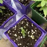 White Widow (OR Special Queen) grow 2