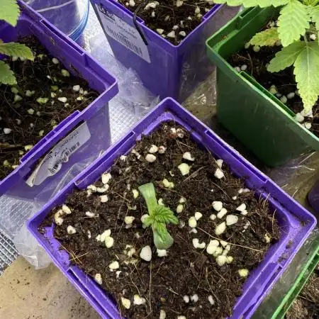 White Widow (OR Special Queen) grow 2