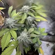 Slurricane no 7 Grow #2