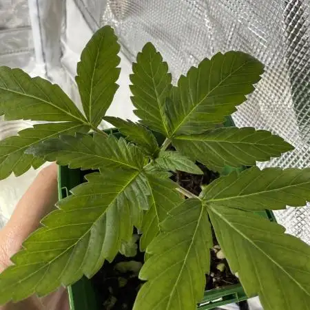 RQS Special Queen #1 Grow