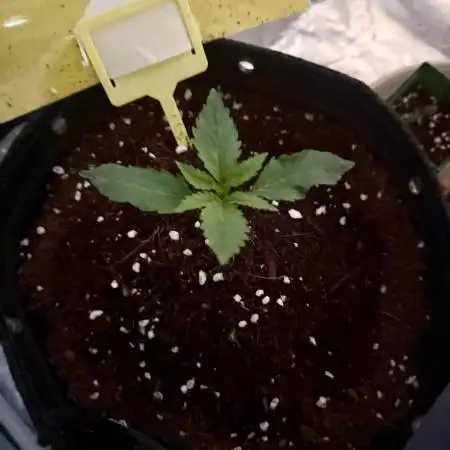 Amnesia Zkittles Auto Grow Log