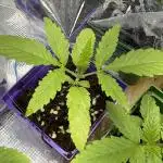 Chocolate Durban Fem Photo