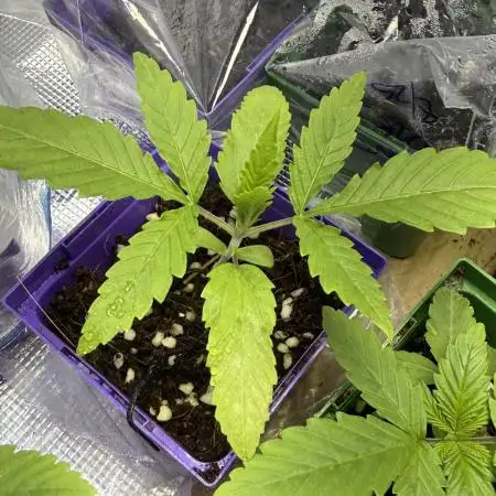 Chocolate Durban Fem Photo