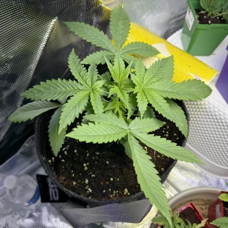 Amnesia Zkittles Auto Grow Log