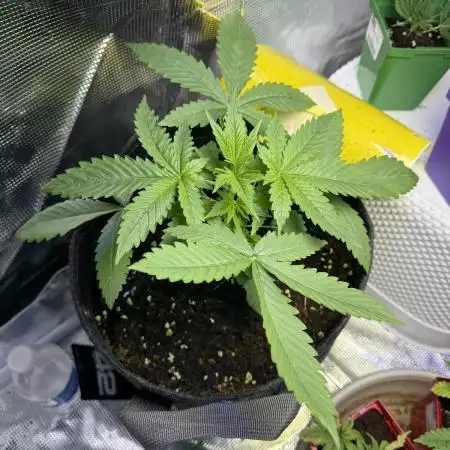 Amnesia Zkittles Auto Grow Log