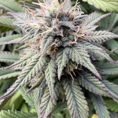 RQS Special Queen #1 Grow