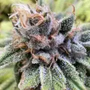 Chocolate Durban Fem Photo