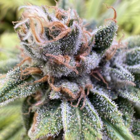 Chocolate Durban Fem Photo