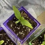 Chocolate Durban Fem Photo