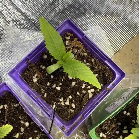 Chocolate Durban Fem Photo
