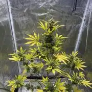Amnesia Zkittles Auto Grow Log