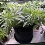 Chocolate Durban Fem Photo