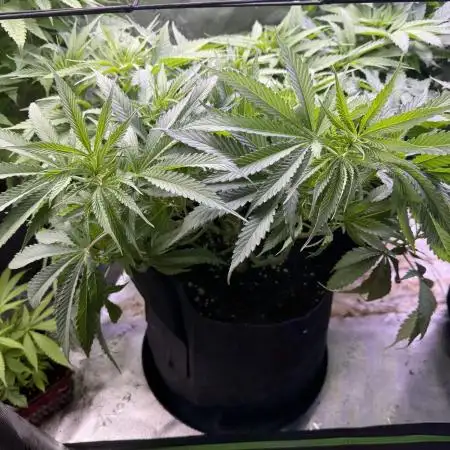 Chocolate Durban Fem Photo