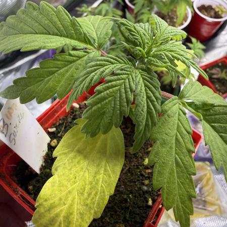 IZI Seeds Brain Swirl Fem Photo