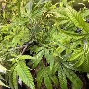 Slurricane Photo Grow