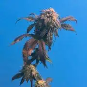 Mai Thai x Zkittles Cake Clone Grow