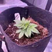 Karen Kush Photo Grow 1