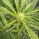 Amnesia Zkittles Auto Grow Log