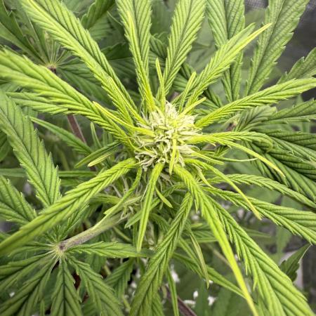 Amnesia Zkittles Auto Grow Log