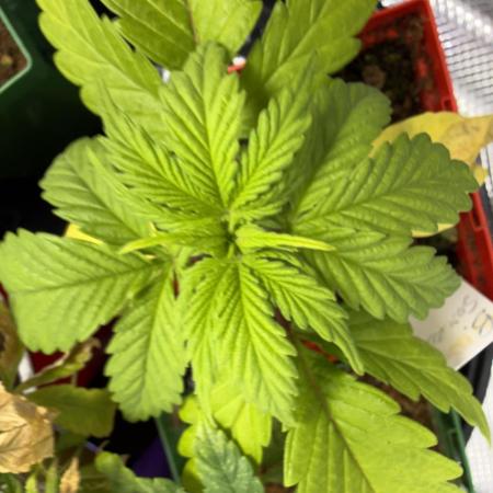 IZI Seeds Brain Swirl Fem Photo